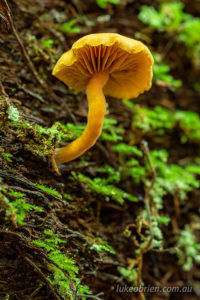 Fungi in the rainforest at St Columba Falls