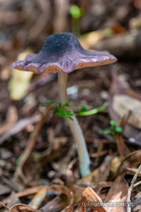 Tasmanian fungi at St Columba Falls