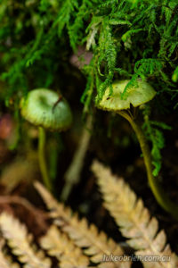 Green fungi st columba falls north east tasmania