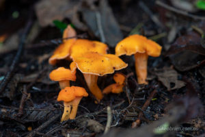 Tasmanian fungi Cantharellus concinnus