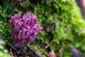 Purple coral fungi in the Styx Valley Tasmania