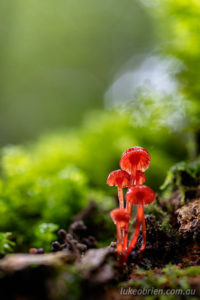 Tasmanian fungi - Mycena viscidocruenta