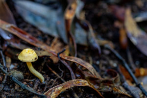yellow mushroom st columba falls northeast Tasmania