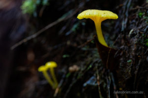 Tasmanian fungi, yellow, Hygrocybe chromolimonea