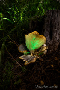 Ghost fungi - Omphalotus nidiformis, in Hobart Tasmania