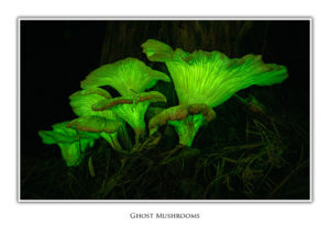Ghost Mushrooms