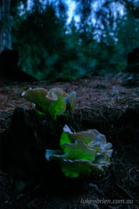 ghost mushrooms omphalotus nidiformis tasmania