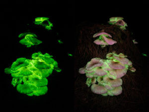 ghost mushrooms omphalotus nidiformis tasmania