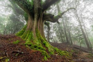 Tasmanian myrtle beech trees in the mist