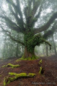 Tasmanian myrtle beech trees in the mist