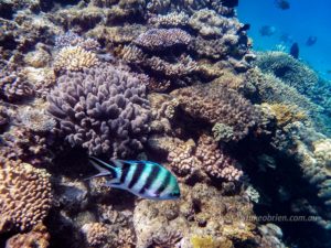 Corals and fish at Agincourt Reef