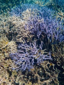 Corals at Agincourt Reef Queensland