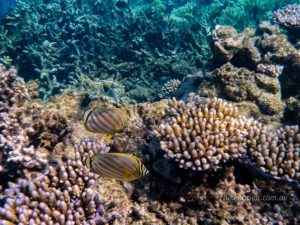 Corals and fish at Agincourt Reef
