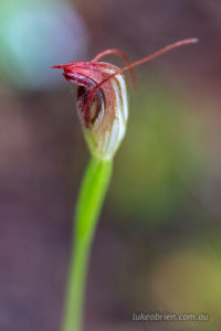 greenhood orchid st columba falls tasmania