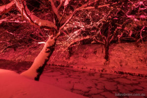 Hirosaki Castle winter sakura light up