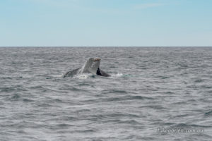 Humpback Whale Tasmania Binalong Bay