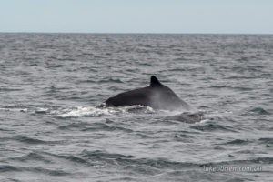 Humpback Whale Tasmania Binalong Bay