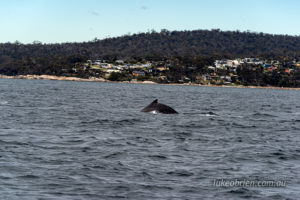 Humpback Whale with Binalong Bay on the background. 