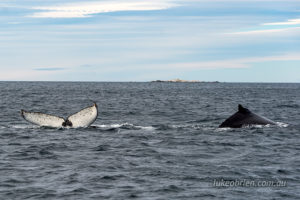 Whales Tasmania