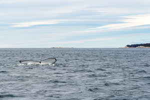Humpback whale off Binalong Bay