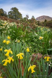 Daffodils with kunanyi/Mt Wellington