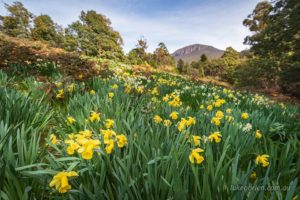 This patch of daffodils near kunanyi/Mt Wellington is a lovely sight in spring