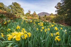 This patch of daffodils near kunanyi/Mt Wellington is a lovely sight in spring