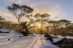 Snow gums in the snow at sunrise