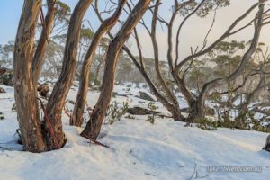 Snow gums in the snow, kunanyi/