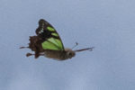 macleays swallowtail tasmania tarkine