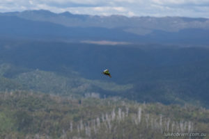 macleays swallowtail tasmania tarkine