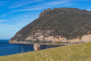 Wombat with Fossil Cliffs in the background