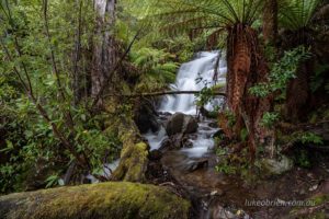 myrtle forest falls collinsvale