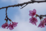 nakijin castle okinawa cherry blossoms japan 2023