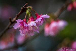 nakijin castle okinawa cherry blossoms japan 2023