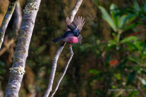 Pink Robin on the Whyte River in the Tarkine