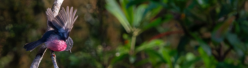 pink robin in the tarkine tasmania