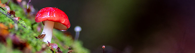 russula persanguinea tasmanian fungi