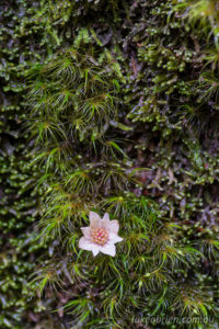Sassafras flower on moss, Tarkine
