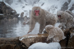Snow monkeys at play in "Hell Valley" jidokudani Nagano
