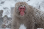 japanese snow monkey park nagano
