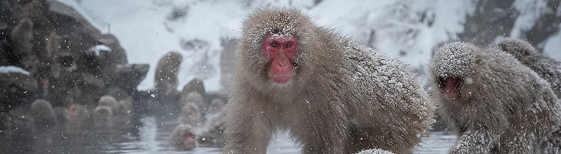 japanese snow monkey park nagano