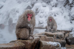 Snow monkeys at play in "Hell Valley" jidokudani Nagano