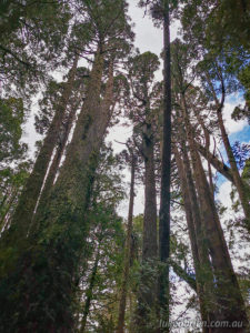 Tall King Billy rainforest Mt Anne