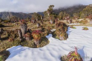 Snow and pandani, Mt Anne South West Tasmania