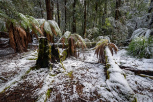 Tasmanian tree ferns in the snow