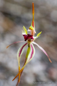 Spider Orchid in Freycinet National Park, Tasmania