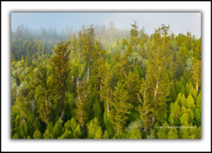 Styx Big Tree Reserve, aerial photo