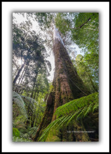 Styx Valley Bug Tree Reserve Tasmania