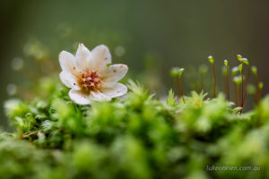 Sassafras flower on moss, Styx Valley